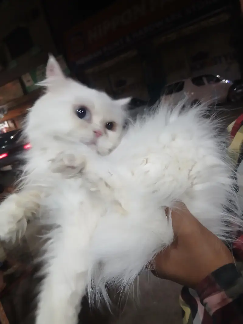 white punch faced odd eyes female — photo 3