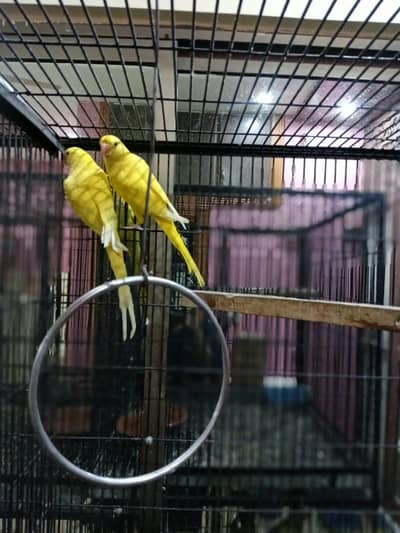 yellow ring neck