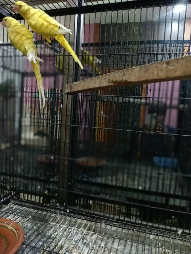 yellow rnk parrot — photo 2