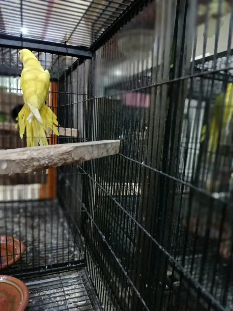 yellow rnk parrot — photo 3