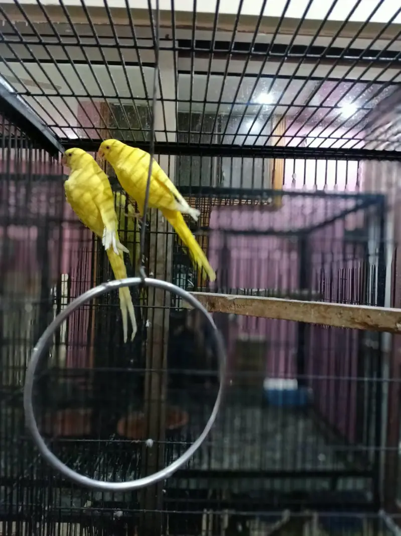 yellow rnk parrot — photo 4