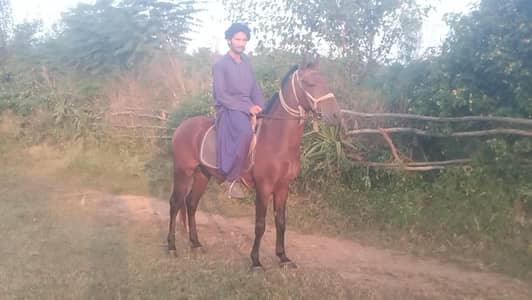 Bay strong stallion