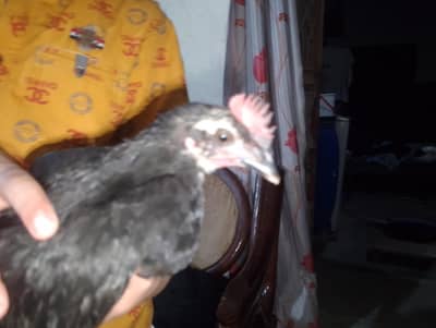 Hen chick