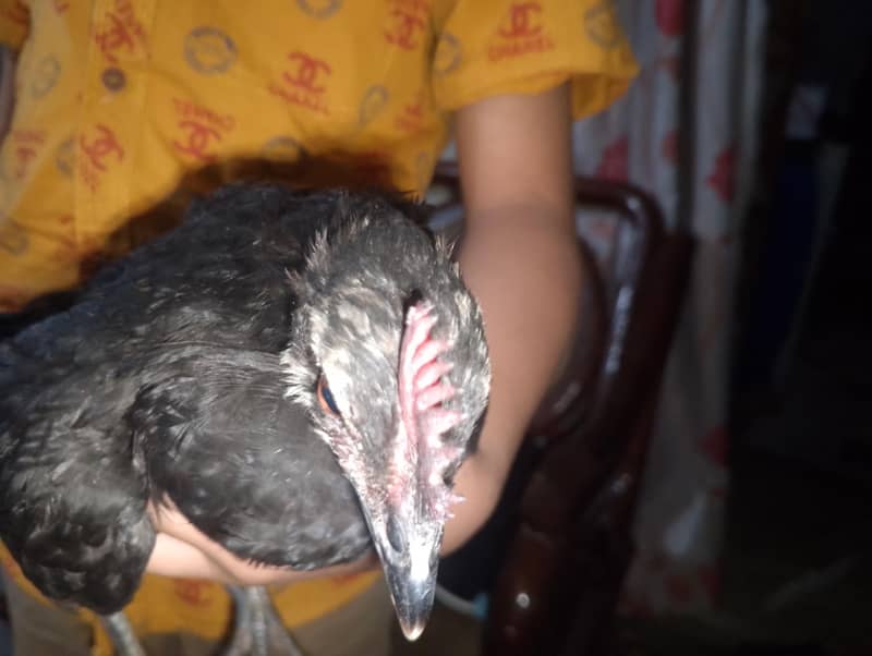 Hen chick 1