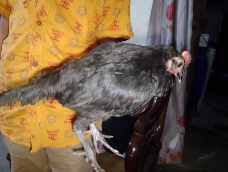 Hen chick 2