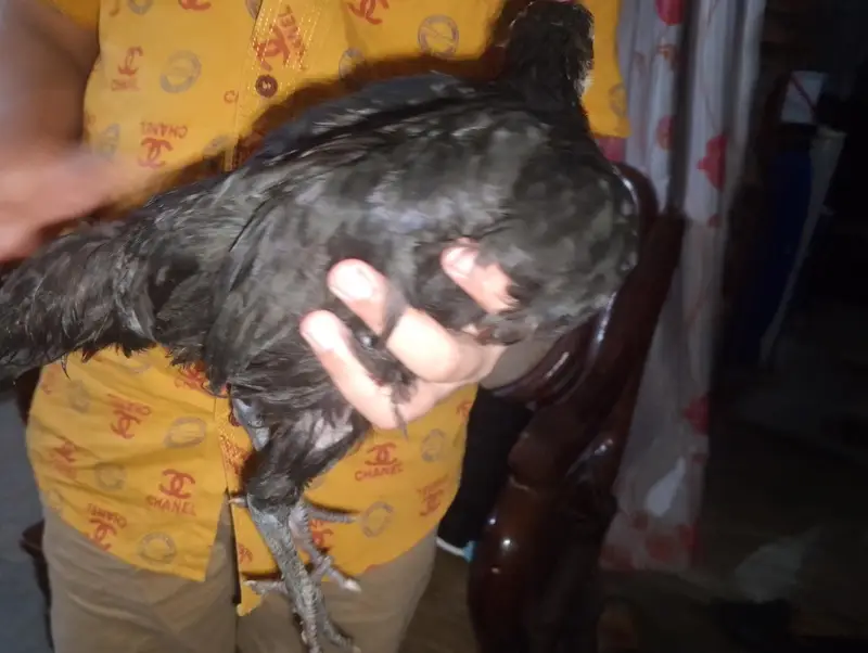 Hen chick — photo 4