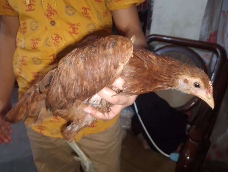 Hen chick 4