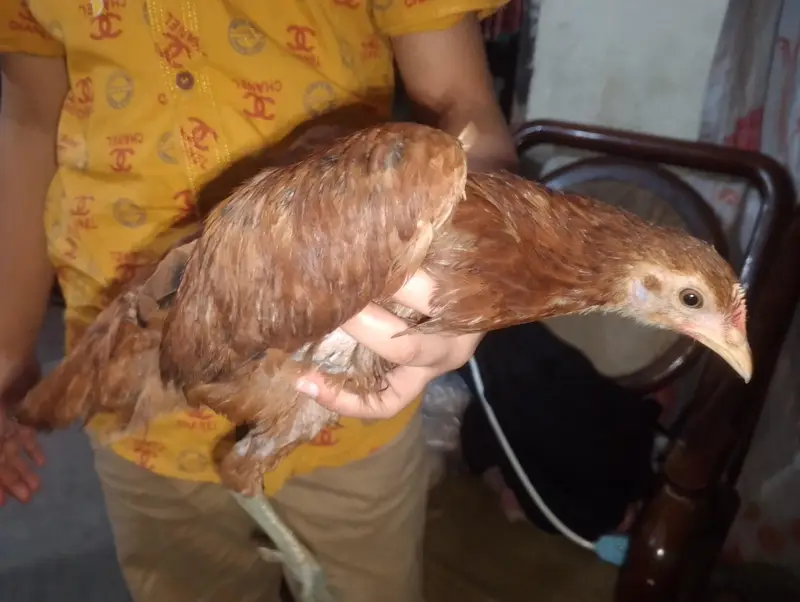 Hen chick — photo 5
