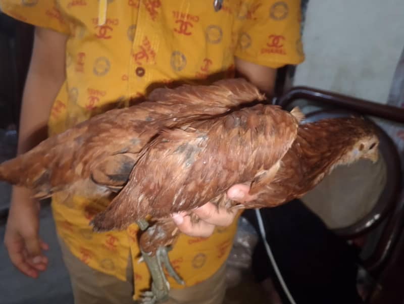 Hen chick 5