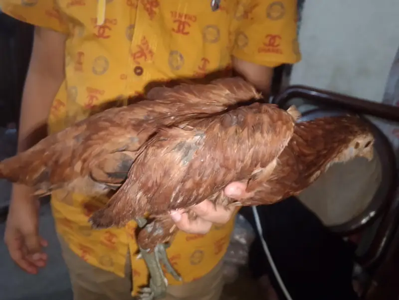Hen chick — photo 6