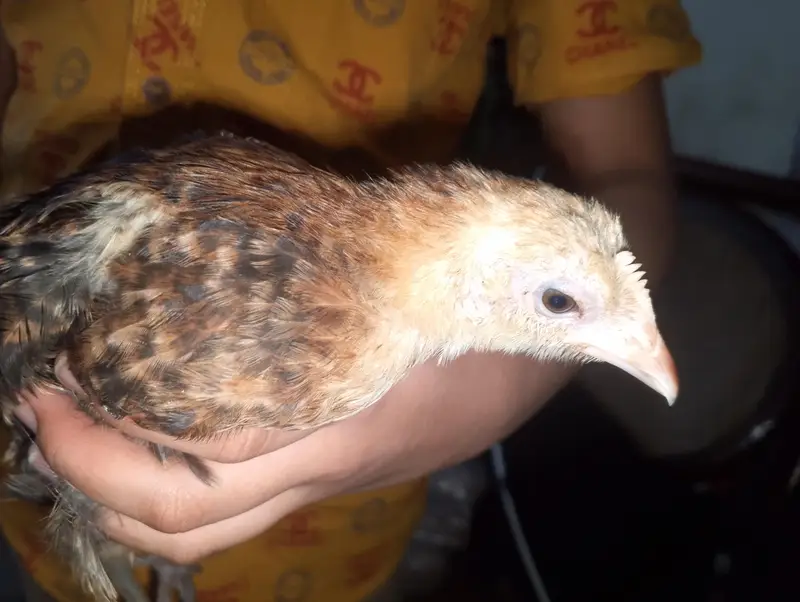 Hen chick — photo 7