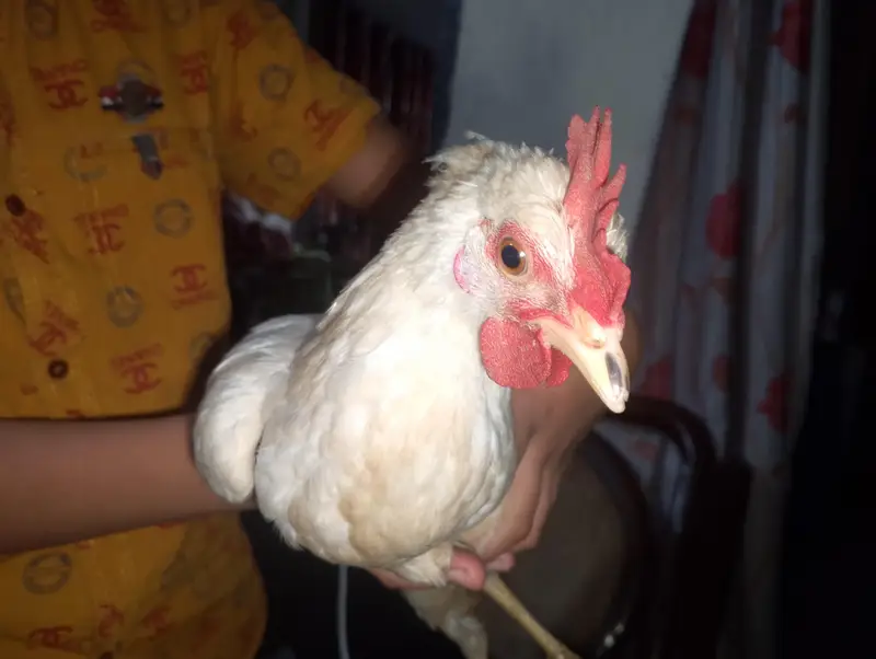 Hen chick — photo 8