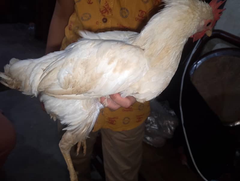 Hen chick 8