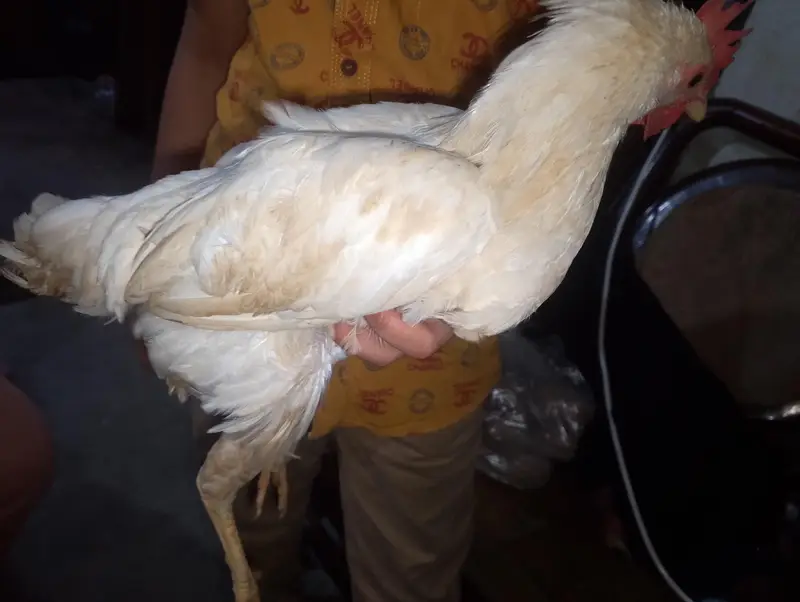 Hen chick — photo 9