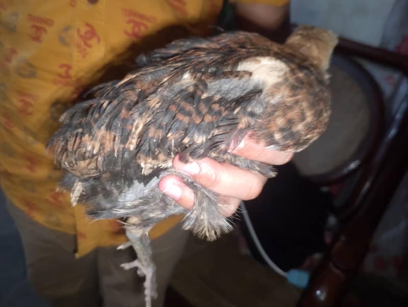 Hen chick 9