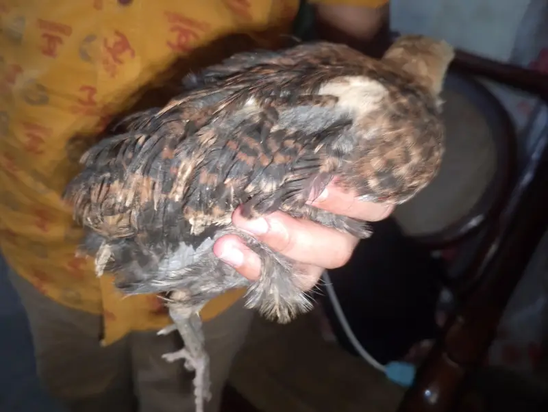 Hen chick — photo 10