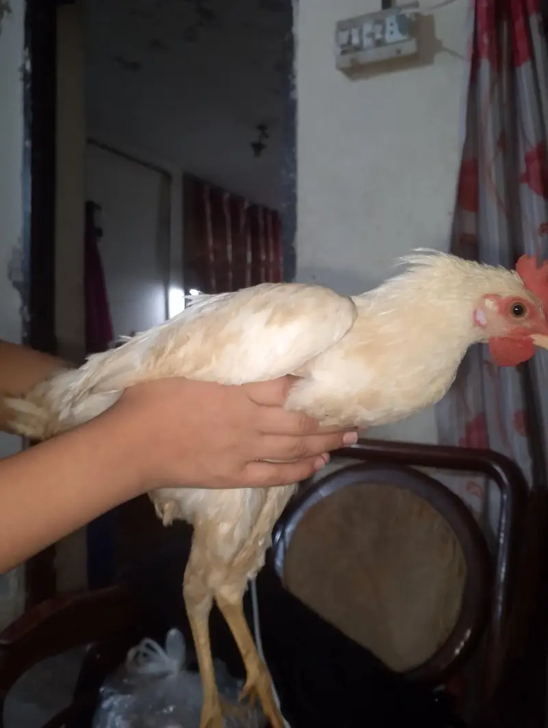 Hen chick — photo 11