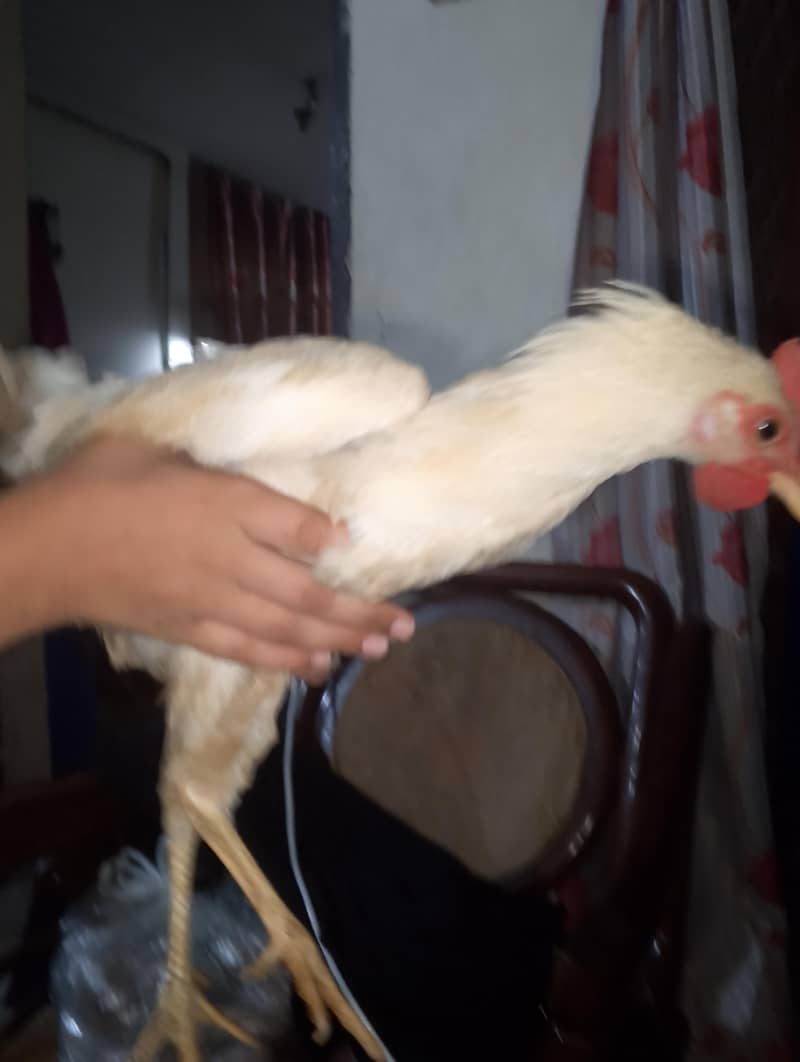 Hen chick 11