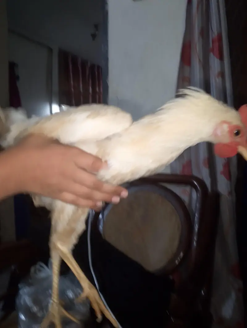 Hen chick — photo 12