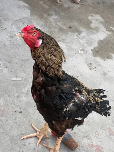 Aseell murga aur pata ha