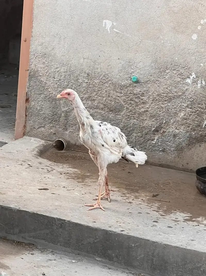 Aseell murga aur pata ha — photo 3