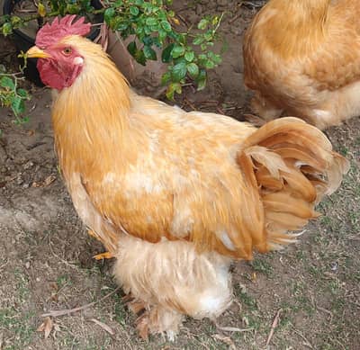 2 Young Golder Buff male for sale