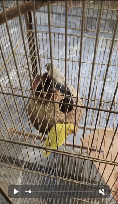 lovebird pair with eggs