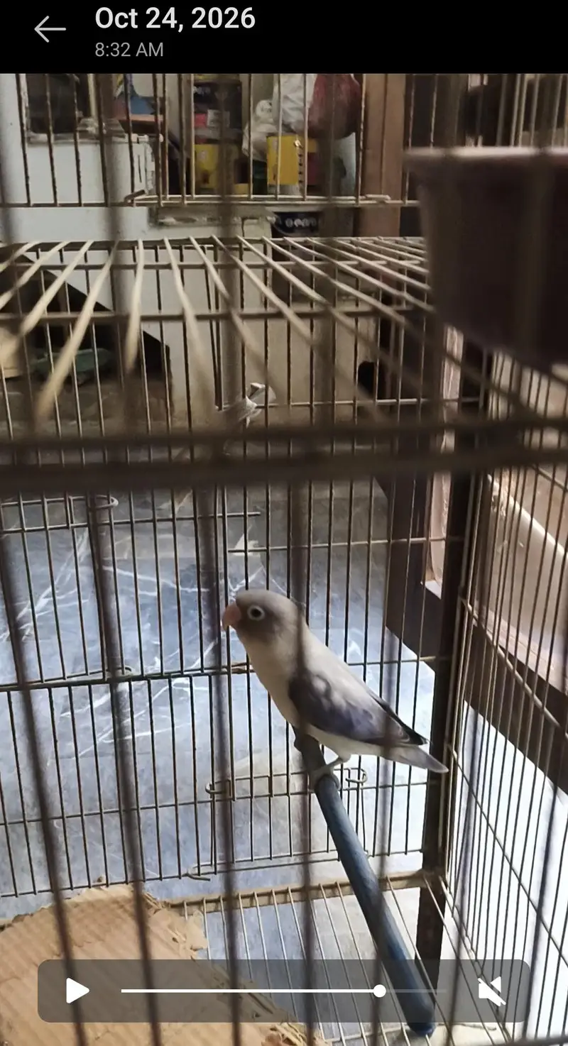 lovebird pair with eggs — photo 2
