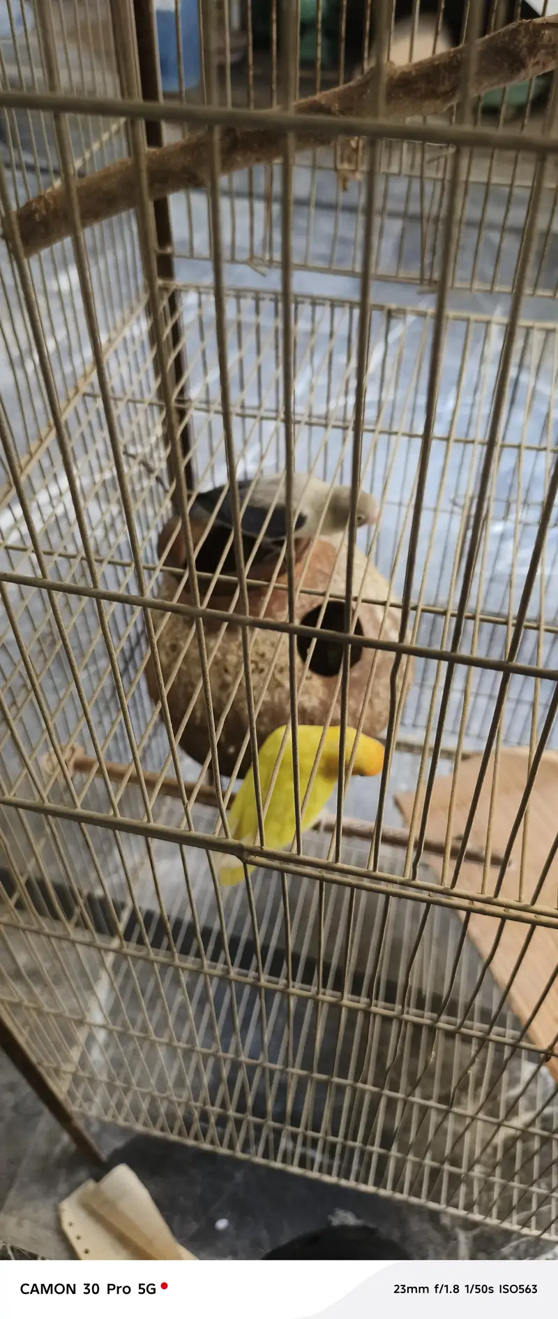 lovebird pair with eggs — photo 3
