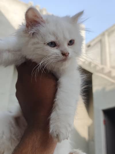 Persian cat cubs are