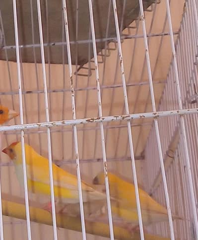 goldian finch