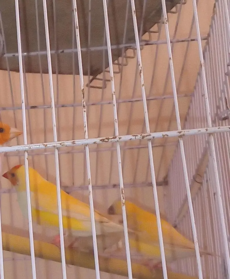 goldian finch