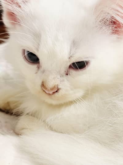 persian Blue Eyes white kitten