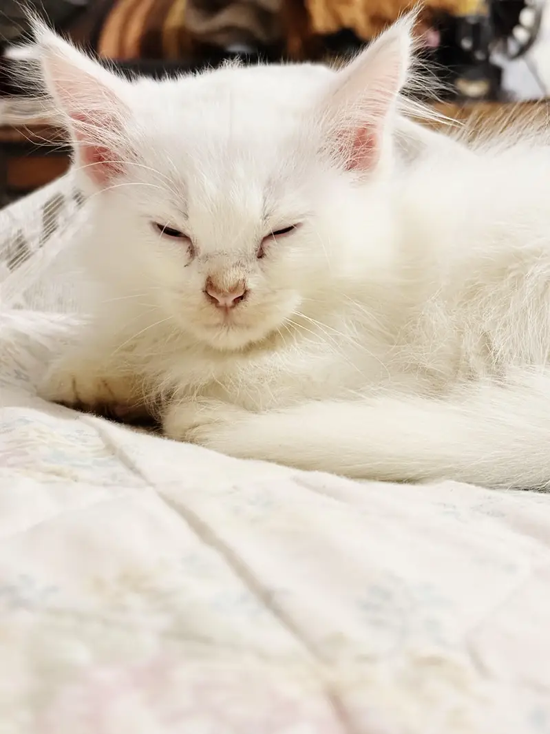 persian Blue Eyes white kitten — photo 2