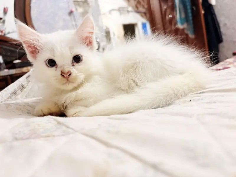 persian Blue Eyes white kitten — photo 3