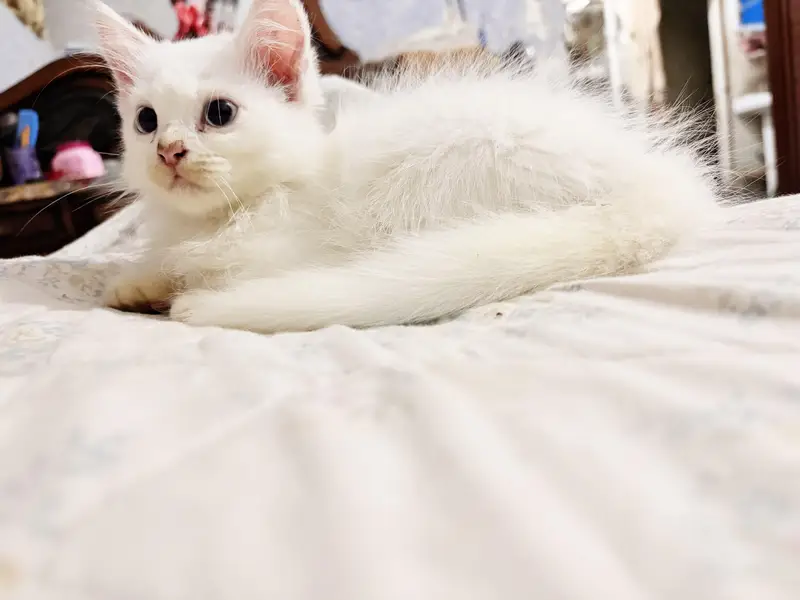 persian Blue Eyes white kitten — photo 4