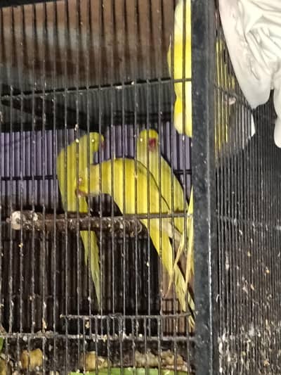 Yellow Ringneck Male Parrots available for urgent sale.