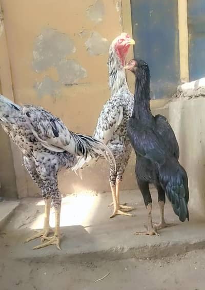 Shamo top quality