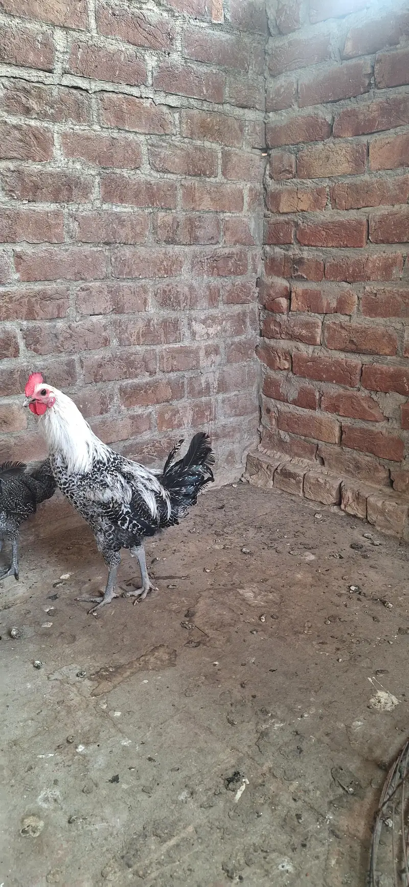 Ghar ka pala hoa Misri Healthy or Active hai Young Patha hai — photo 2