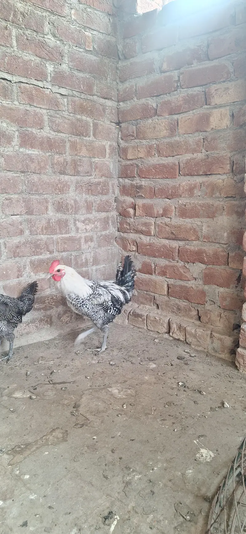 Ghar ka pala hoa Misri Healthy or Active hai Young Patha hai — photo 3