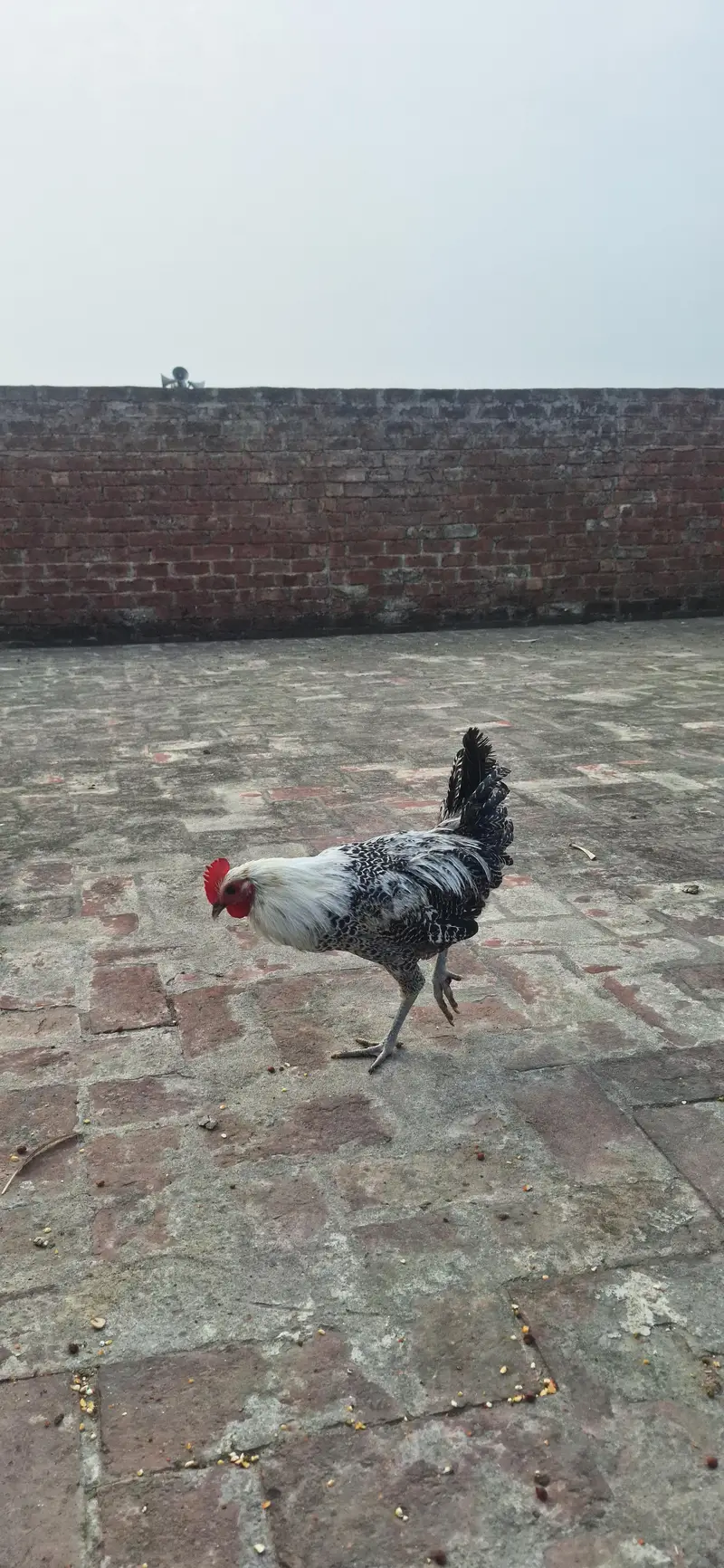 Ghar ka pala hoa Misri Healthy or Active hai Young Patha hai — photo 4