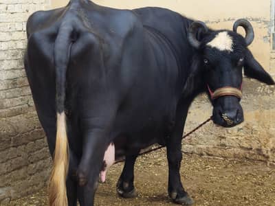 buffalo for sale