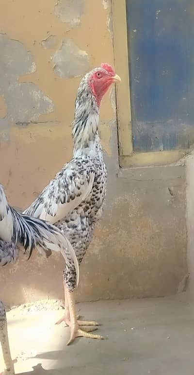 Shamo top quality