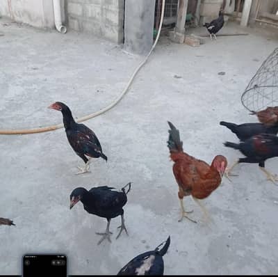 Aseel hens and roosters