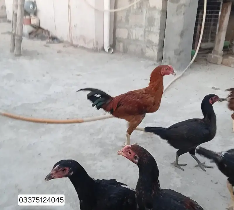 Aseel hens and roosters — photo 2