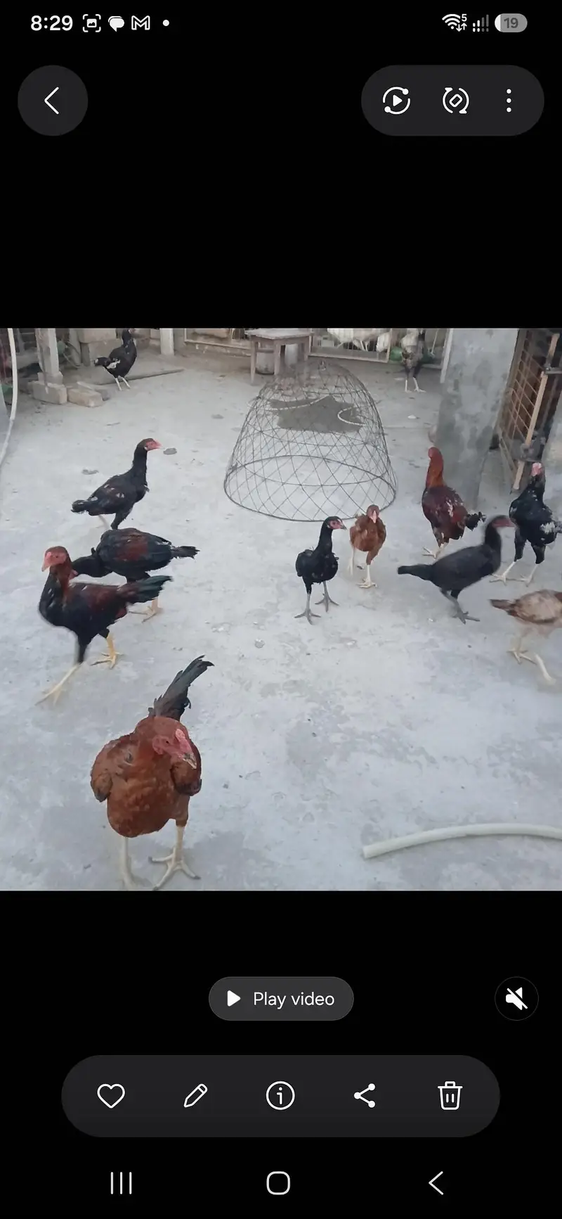Aseel hens and roosters — photo 3