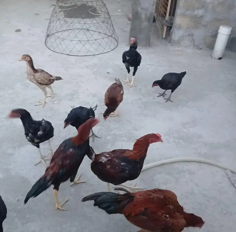 Aseel hens and roosters — photo 4