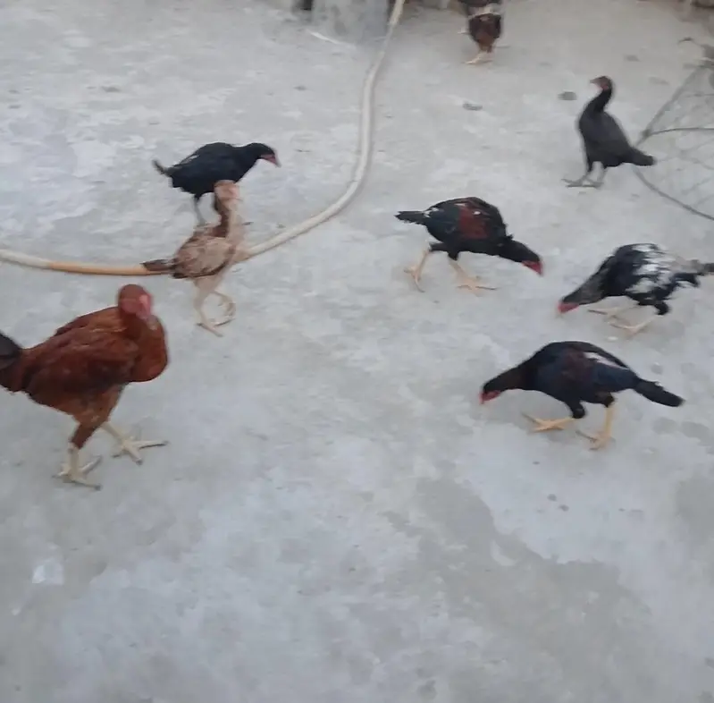 Aseel hens and roosters — photo 5