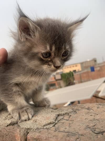 Cat  Persian & Kitten
