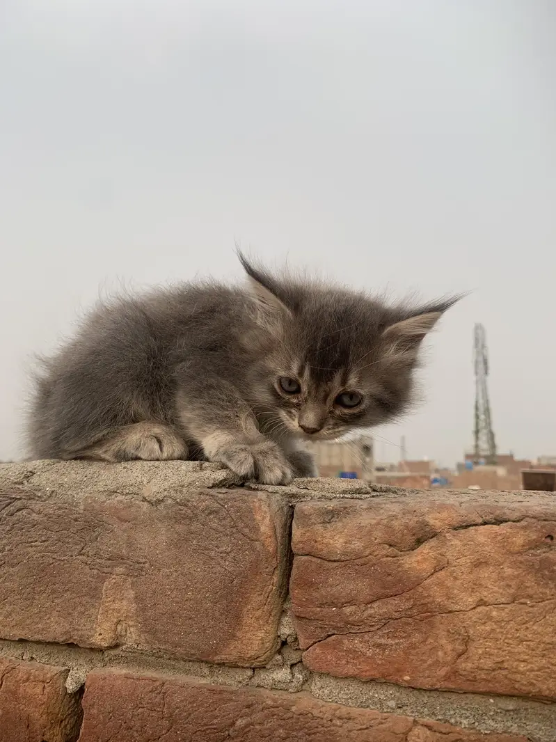Cat  Persian & Kitten — photo 2